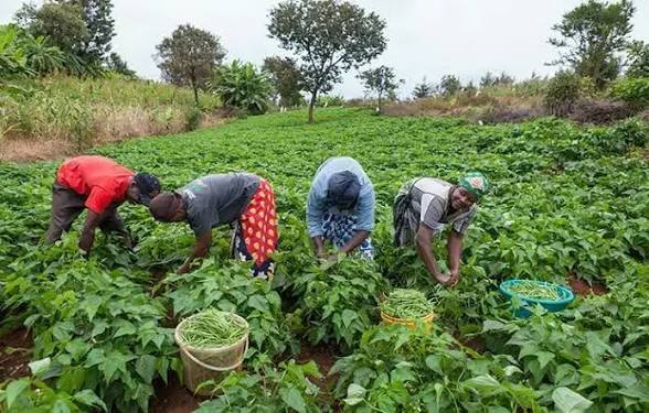 Food Security on a Knife‑Edge: Nigeria’s Farm Reforms, Fertiliser Costs and Fragile Recovery